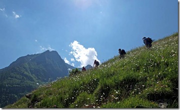 Alpenzu-Wiese