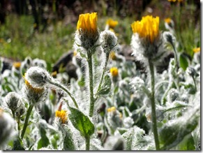 Gran-Paradiso-Botanischer-G