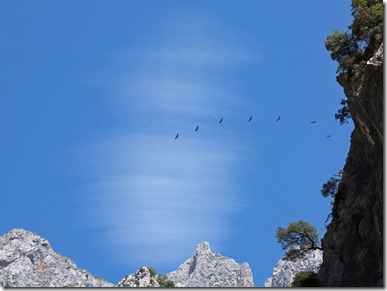 Picos-de-Europa-Geier